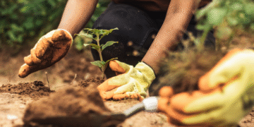 Análise jurídica destaca importância das Cotas de Reserva Ambiental para a valorização e segurança jurídica no campo