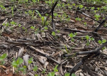 Aprosoja MT alerta Mapa sobre impacto da falta de chuvas na safra 2025/26 e pede revisão das estimativas oficiais