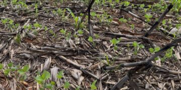 Aprosoja MT alerta Mapa sobre impacto da falta de chuvas na safra 2025/26 e pede revisão das estimativas oficiais