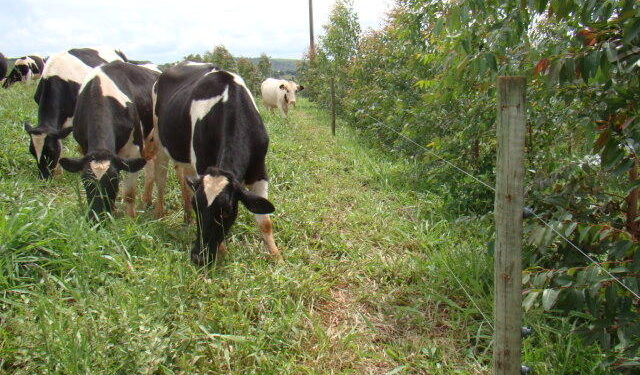 Painel na COP30 destaca gestão de resíduos pecuários como solução climática