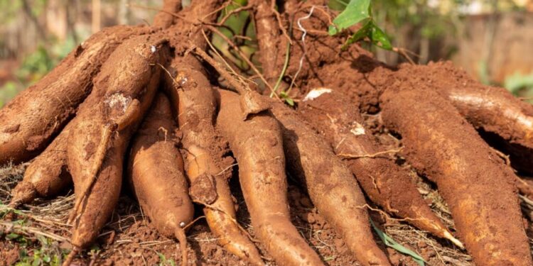 Preços da mandioca seguem em alta com oferta limitada e desinteresse na venda