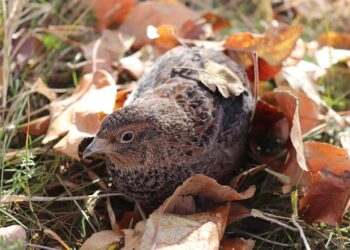 Brasil amplia acesso a mercados e passa a exportar codornas aos Emirados Árabes e feijão preto ao Líbano