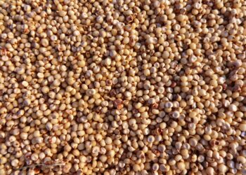 Brasil amplia exportações e obtém habilitação para vender sorgo e DDG à China