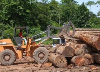 Exploração madeireira ilegal cresce no amazonas e atinge 62% da área total