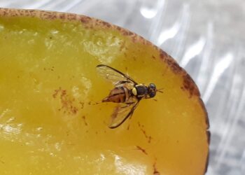 Suspeita de mosca-da-carambola no Amazonas aciona alerta fitossanitário nacional