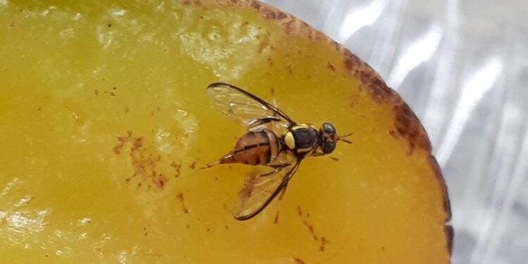 Suspeita de mosca-da-carambola no Amazonas aciona alerta fitossanitário nacional