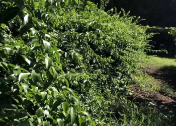 Anvisa proíbe venda de suplementos feitos com ora-pro-nóbis e retira produtos do mercado por falta de registro