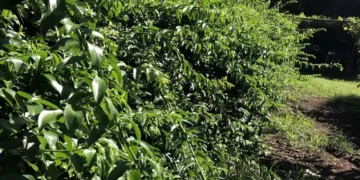 Anvisa proíbe venda de suplementos feitos com ora-pro-nóbis e retira produtos do mercado por falta de registro