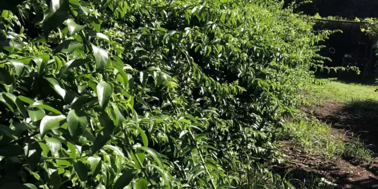 Anvisa proíbe venda de suplementos feitos com ora-pro-nóbis e retira produtos do mercado por falta de registro