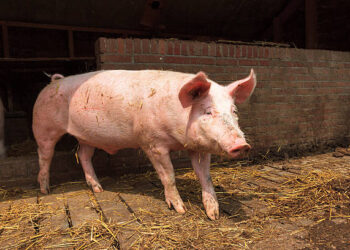 Espanha confirma casos de Peste Suína Africana em javalis; Brasil mantém status livre da doença