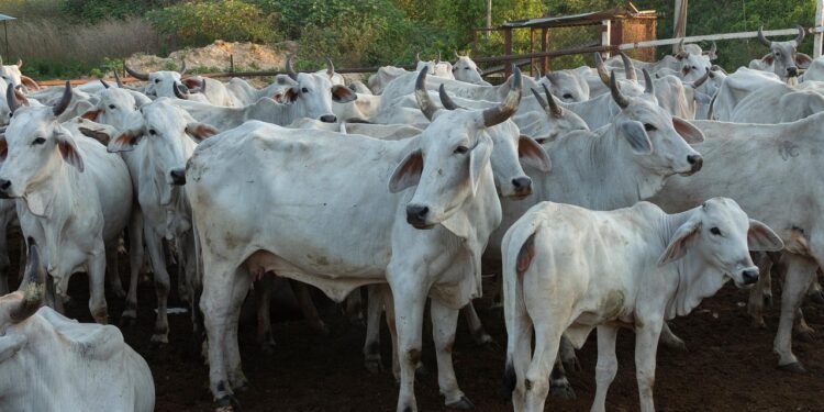 Oferta de carne bovina segue apertada em dezembro e sustenta preços no mercado interno