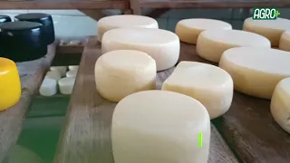 20 de janeiro, Dia mundial do queijo