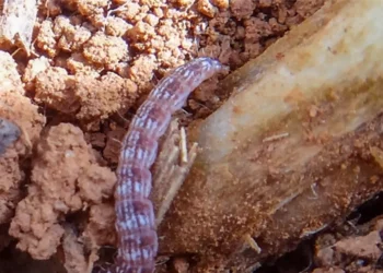 Controle da lagarta-elasmo é decisivo para sustentar produtividade do milho na safra 2025/26