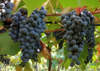 Embrapa lança novas uvas tintureiras e amplia alternativas para suco e vinho no Brasil