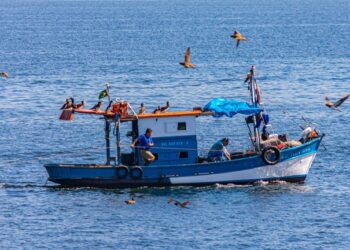 Pesca cancela mais de 76 mil licenças profissionais em todo o país
